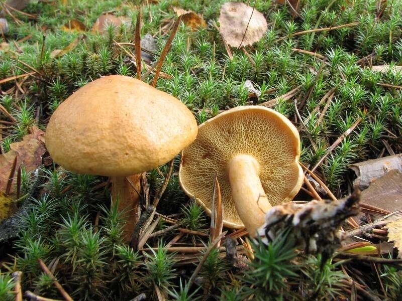 Міцелій козляк, Suillus bovinus від компанії Магазин грибного міцелію Mushroom Seeds - фото 1