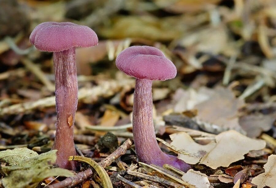 Міцелій лаковіца лілового (лаковіца аметистової), Laccaria amethystina від компанії Магазин грибного міцелію Mushroom Seeds - фото 1