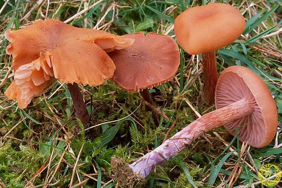 Міцелій лаковіца звичайної (рожевої), Laccaria laccata від компанії Магазин грибного міцелію Mushroom Seeds - фото 1