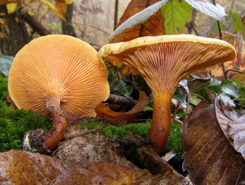 Міцелій Лисички помилковою (говорушку помаранчевої), Hygrophoropsis aurantiaca від компанії Магазин грибного міцелію Mushroom Seeds - фото 1