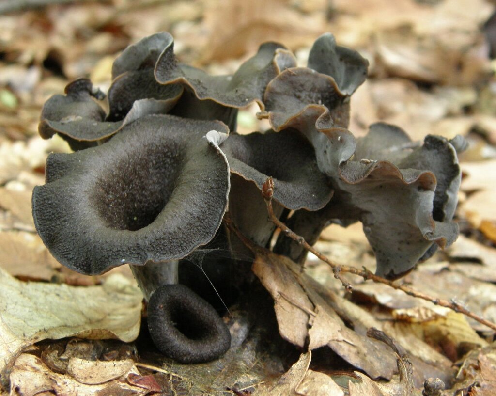 Міцелій Лисички сірої, Craterellus cornukopioides від компанії Магазин грибного міцелію Mushroom Seeds - фото 1