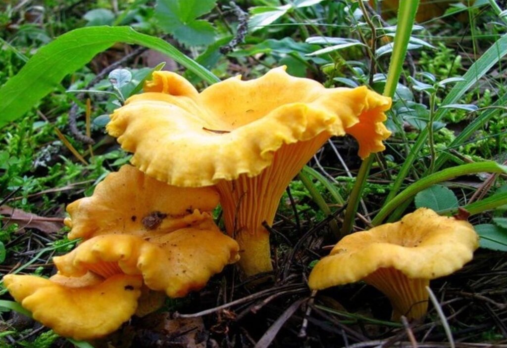 Міцелій Лисички звичайної (жовтої), Cantharellus cibarius від компанії Магазин грибного міцелію Mushroom Seeds - фото 1