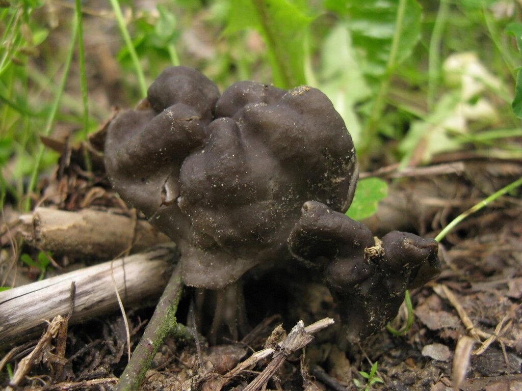 Міцелій Лопастніка борознистого, Helvella lacunosa від компанії Магазин грибного міцелію Mushroom Seeds - фото 1