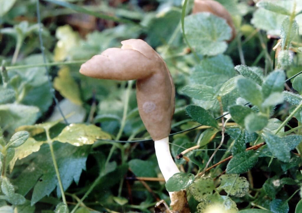 Міцелій Лопастніка пружного, Helvella elastica від компанії Магазин грибного міцелію Mushroom Seeds - фото 1