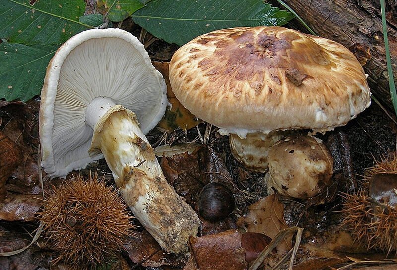 Міцелій мацутаке, Tricholoma matsutake від компанії Магазин грибного міцелію Mushroom Seeds - фото 1