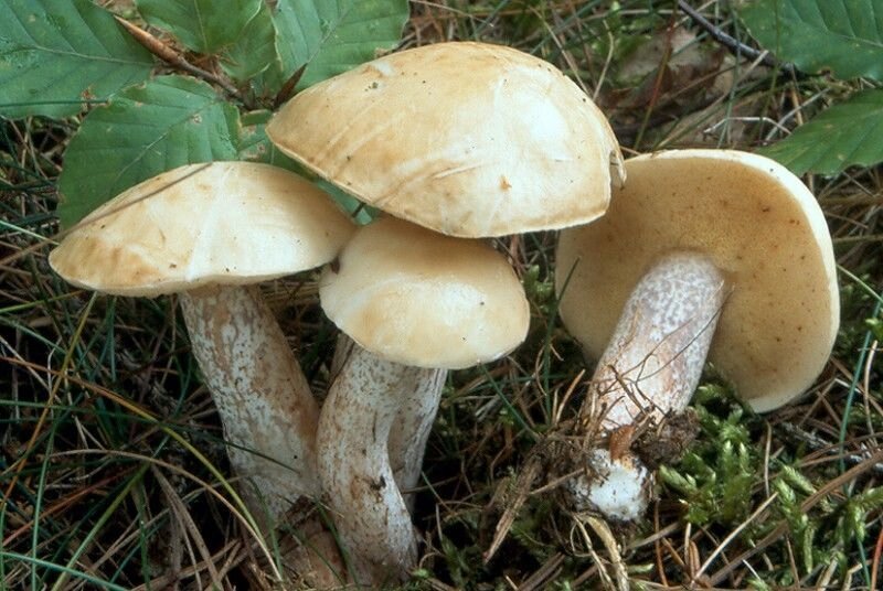 Міцелій маслянки білого, Suillus placidus від компанії Магазин грибного міцелію Mushroom Seeds - фото 1