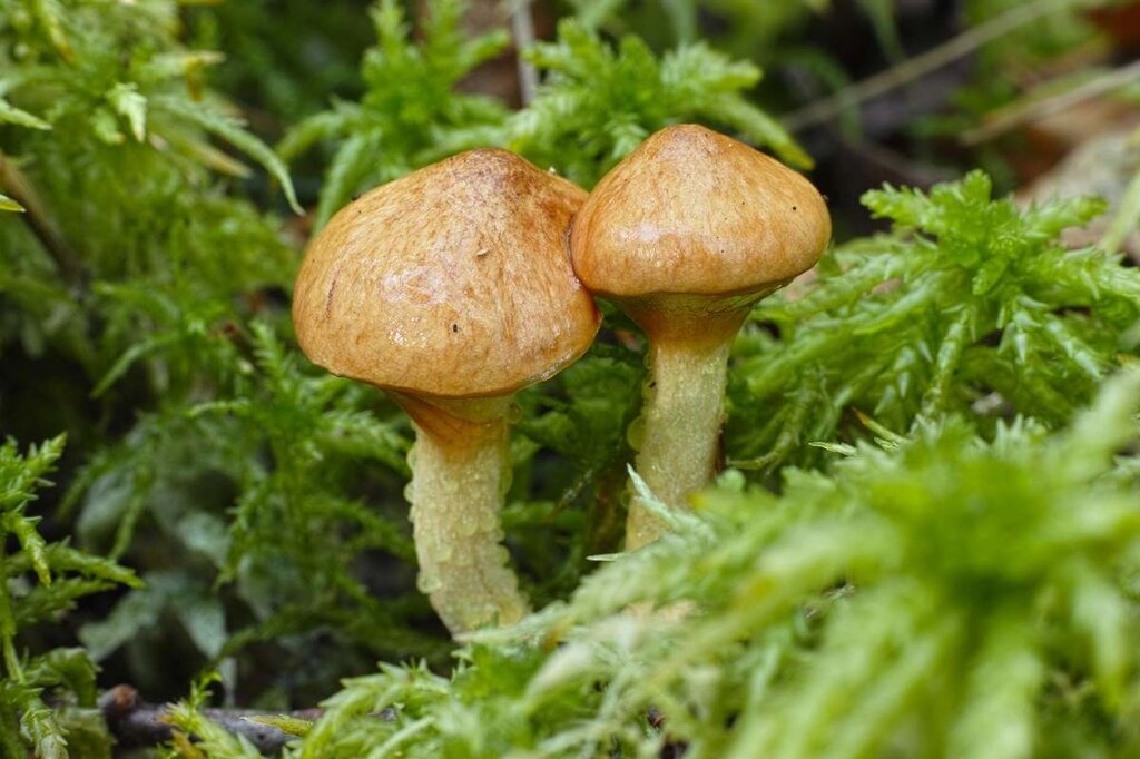 Міцелій маслянки болотного (маслянки жовтуватого), Suillus flavidus від компанії Магазин грибного міцелію Mushroom Seeds - фото 1
