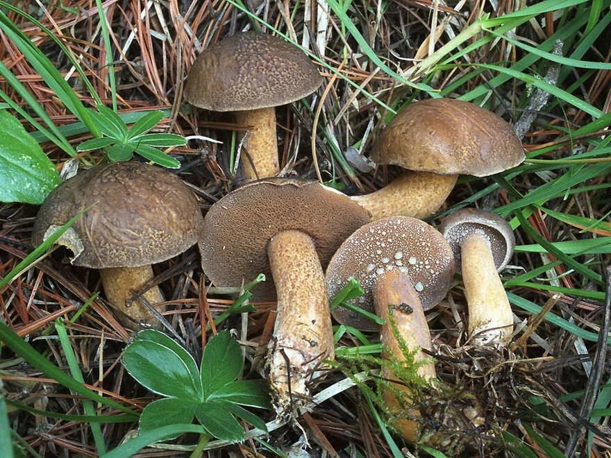 Міцелій маслянки кедрового, Suillus plorans від компанії Магазин грибного міцелію Mushroom Seeds - фото 1