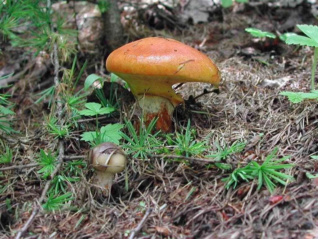 Міцелій маслянки модринового, Suillus grevillei від компанії Магазин грибного міцелію Mushroom Seeds - фото 1
