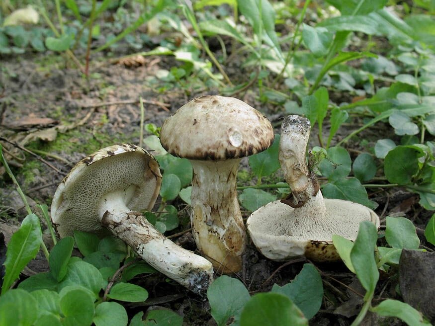 Міцелій маслянки сірого, Suillus aeruginascens від компанії Магазин грибного міцелію Mushroom Seeds - фото 1