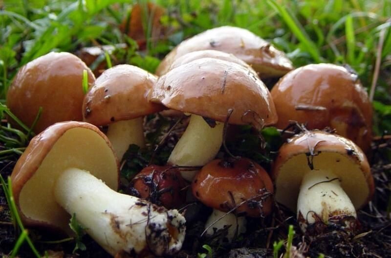 Міцелій маслянки зернистого, Suillus granulatus від компанії Магазин грибного міцелію Mushroom Seeds - фото 1