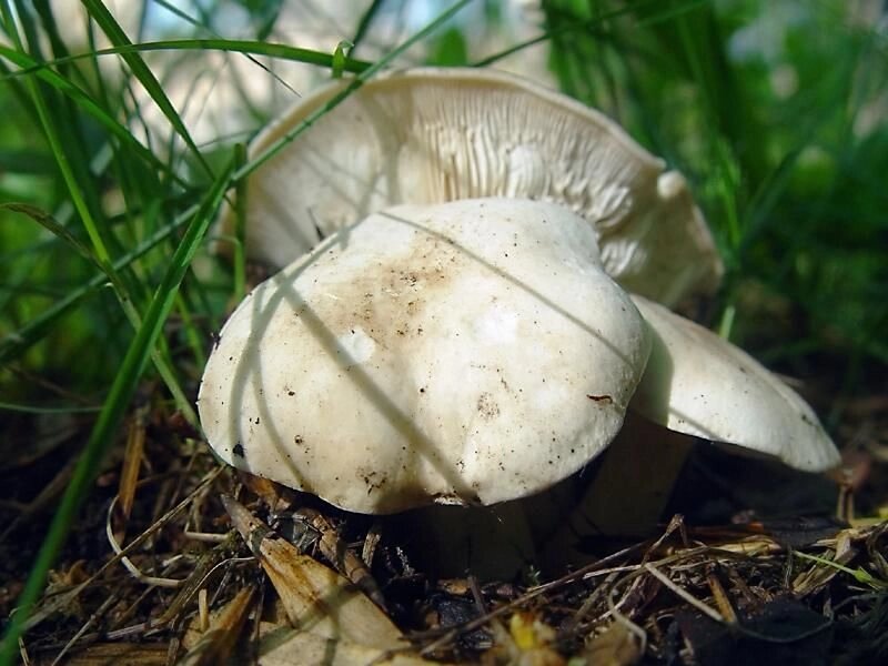 Міцелій Майського гриба (рядовка травневої), Calocybe gambosa від компанії Магазин грибного міцелію Mushroom Seeds - фото 1