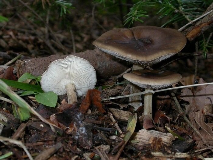 Міцелій Меланолеукі чорно-білої, Melanoleuca melaleuca від компанії Магазин грибного міцелію Mushroom Seeds - фото 1