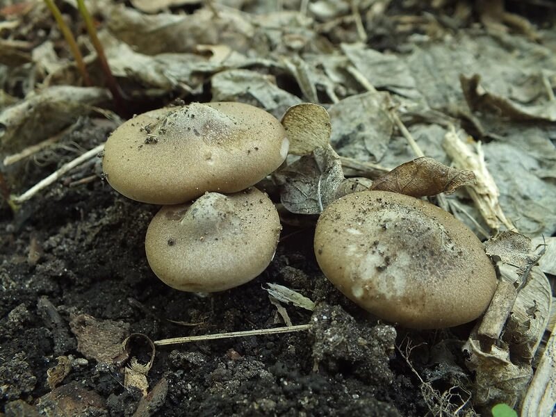 Міцелій Меланолеукі коротконожковой, Melanoleuca brevipes від компанії Магазин грибного міцелію Mushroom Seeds - фото 1