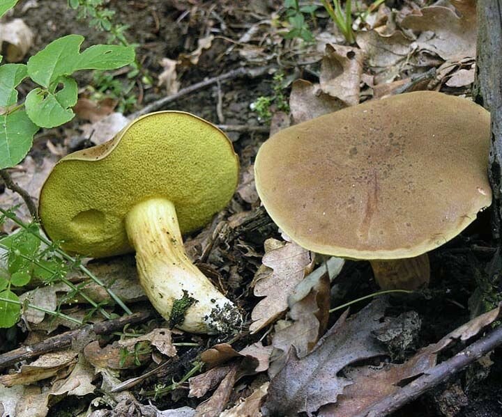 Міцелій Моховик зелений, Xerocomus subtomentosus від компанії Магазин грибного міцелію Mushroom Seeds - фото 1