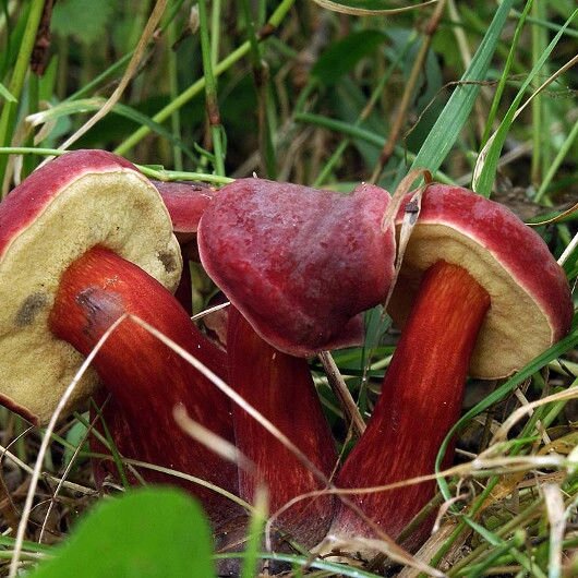 Міцелій моховики червоного (Боровик червоніє), Xerocomus rubellus від компанії Магазин грибного міцелію Mushroom Seeds - фото 1