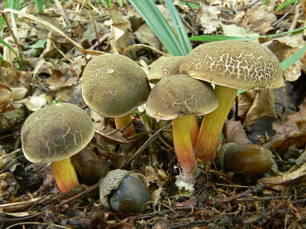 Міцелій моховики строкатого (Боровика пасовищного), Xerocomus chrysenteron від компанії Магазин грибного міцелію Mushroom Seeds - фото 1