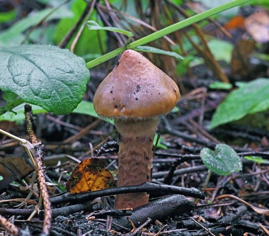 Міцелій Мокруха пурпурової, Chroogomphus rutilus від компанії Магазин грибного міцелію Mushroom Seeds - фото 1