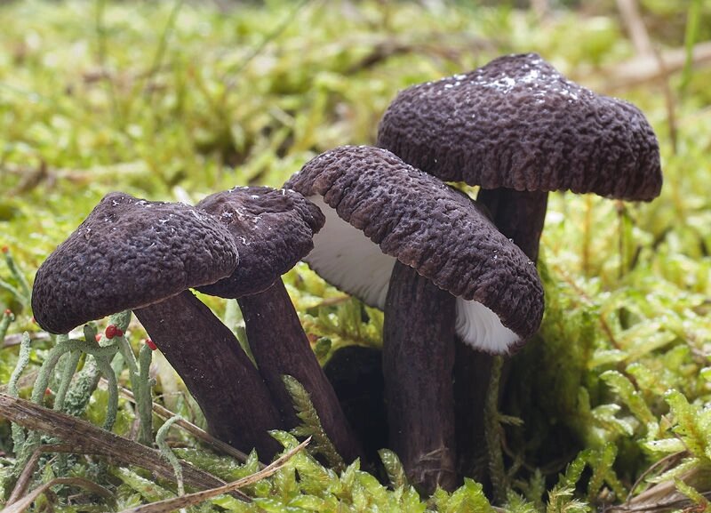 Міцелій молочні судини деревинної (Груздя мавроголового), Lactarius lignyotus від компанії Магазин грибного міцелію Mushroom Seeds - фото 1