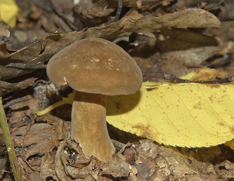 Міцелій молочні судини темно-бурого, Lactarius fuliginosus від компанії Магазин грибного міцелію Mushroom Seeds - фото 1