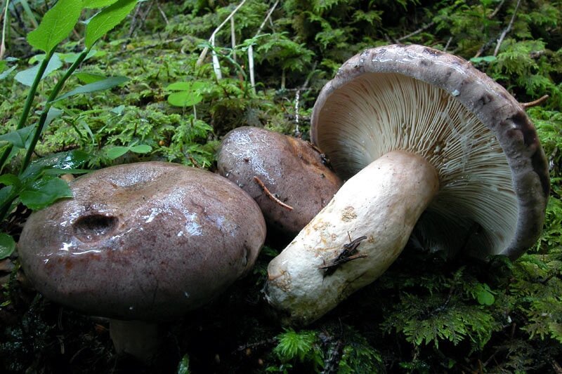 Міцелій молочні судини звичайного, Lactarius trivialis від компанії Магазин грибного міцелію Mushroom Seeds - фото 1