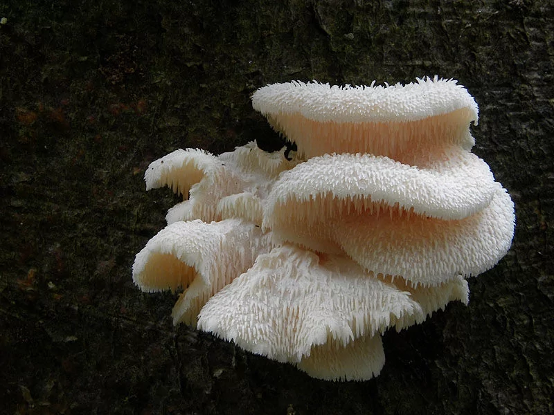 Ежовик Гребенчатый Купить В Аптеке Екатеринбург