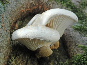 Міцелій на брусочки Глива дубова, Pleurotus dryinus