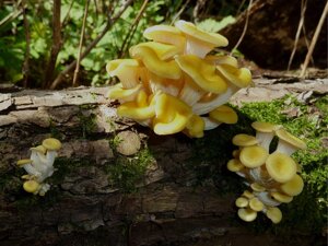 Міцелій на брусочки Глива лимонна-жовта, Pleurotus citrinopileatus