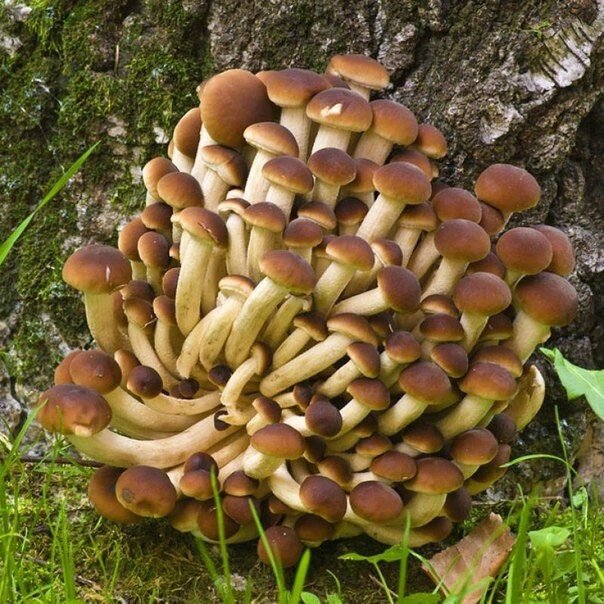 Міцелій на брусочки агроцібе, Аgrocybe aegerita від компанії Магазин грибного міцелію Mushroom Seeds - фото 1