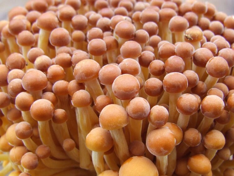 Міцелій на брусочки Енокітаке, Agaricus velutipes від компанії Магазин грибного міцелію Mushroom Seeds - фото 1