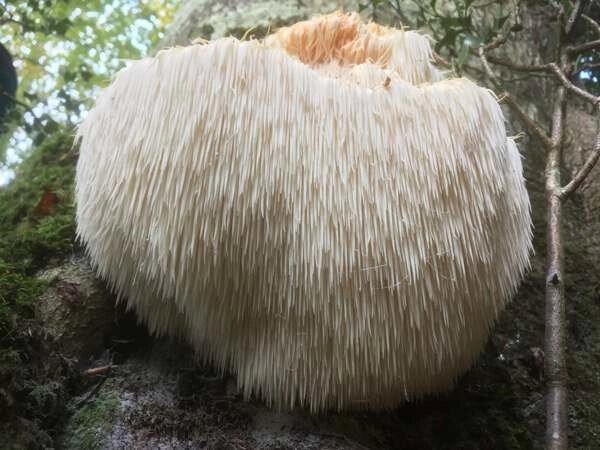 Міцелій на брусочки Геріцій шипуватий (Геріцій гребінчастий), Hericium erinaceus від компанії Магазин грибного міцелію Mushroom Seeds - фото 1