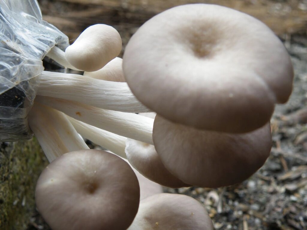 Міцелій на брусочки Глива Білий ельф, Рleurotus cystidiosus від компанії Магазин грибного міцелію Mushroom Seeds - фото 1