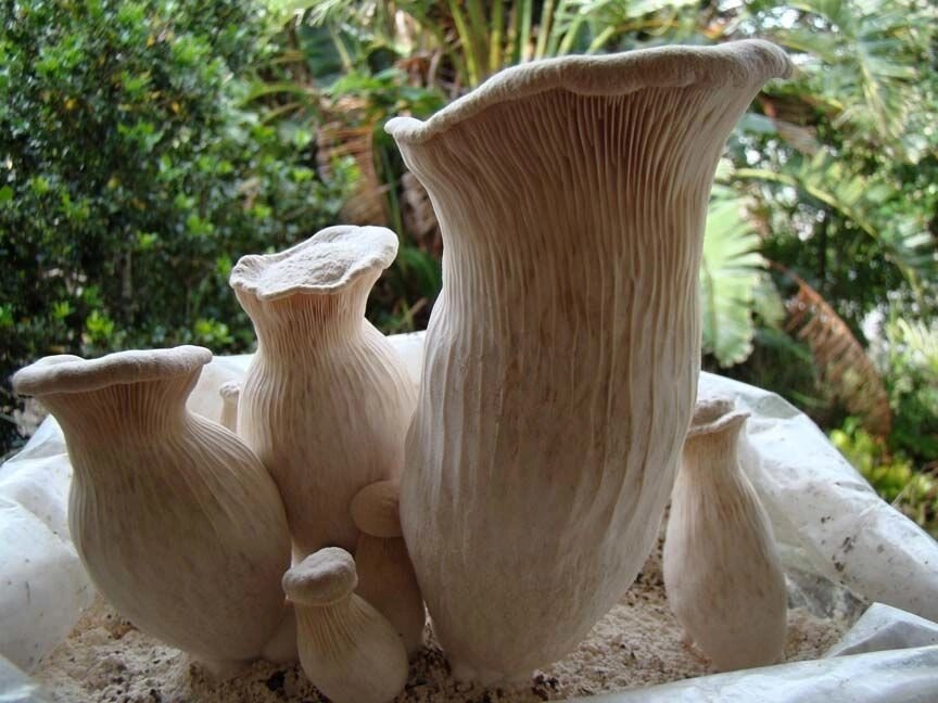 Міцелій на брусочки Глива Чаудинского гриб, Pleurotus nebrodensis від компанії Магазин грибного міцелію Mushroom Seeds - фото 1