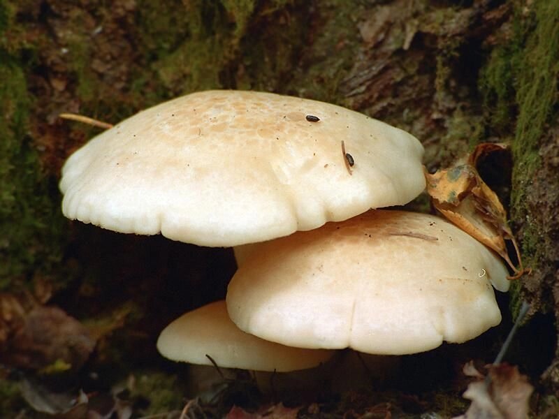 Міцелій на брусочки Глива ільмових, Hypsizygus ulmarius від компанії Магазин грибного міцелію Mushroom Seeds - фото 1