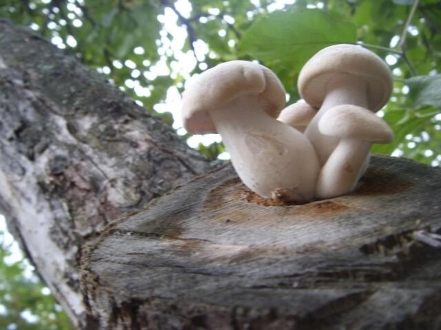 Міцелій на брусочки Глива королівська (Ерінг), Pleurotus eryngii від компанії Магазин грибного міцелію Mushroom Seeds - фото 1