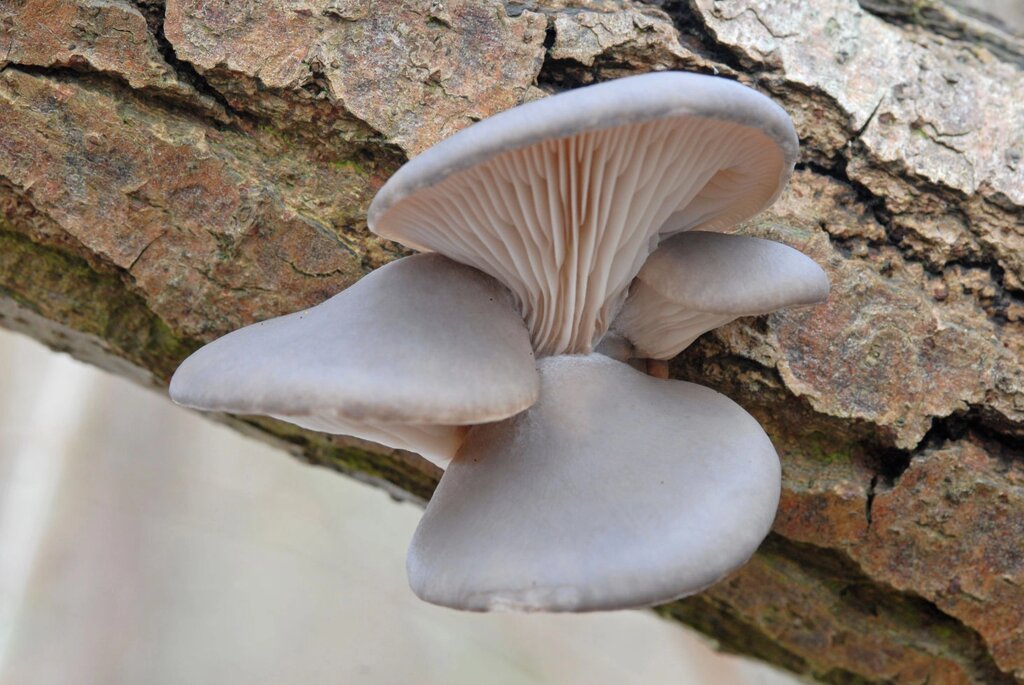 Міцелій на брусочки Глива Морське вушко, Pleurotus abalonus від компанії Магазин грибного міцелію Mushroom Seeds - фото 1