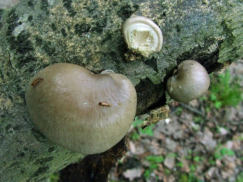 Міцелій на брусочки Глива одиночна (Глива покрита), Pleurotus calyptratus від компанії Магазин грибного міцелію Mushroom Seeds - фото 1