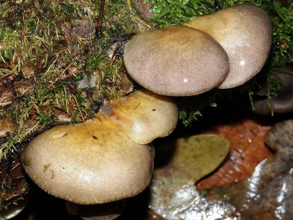 Міцелій на брусочки Глива осіння, Pleurotus salignus від компанії Магазин грибного міцелію Mushroom Seeds - фото 1