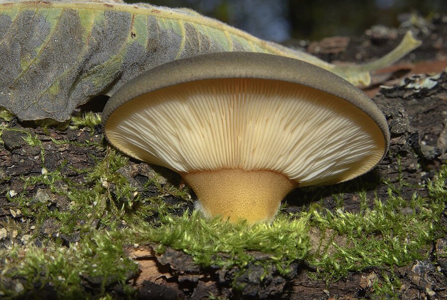 Міцелій на брусочки Глива пізня, Panellus serotinus від компанії Магазин грибного міцелію Mushroom Seeds - фото 1