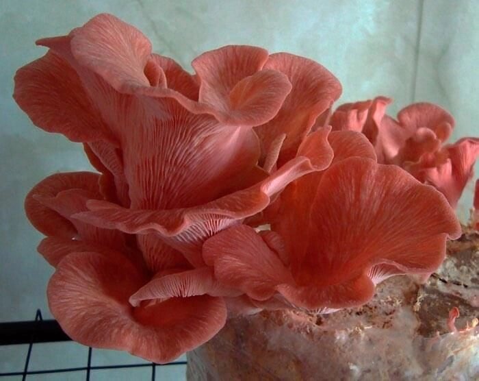 Міцелій на брусочки Глива рожева (Рожевий фламінго), Pleurotus djamor від компанії Магазин грибного міцелію Mushroom Seeds - фото 1