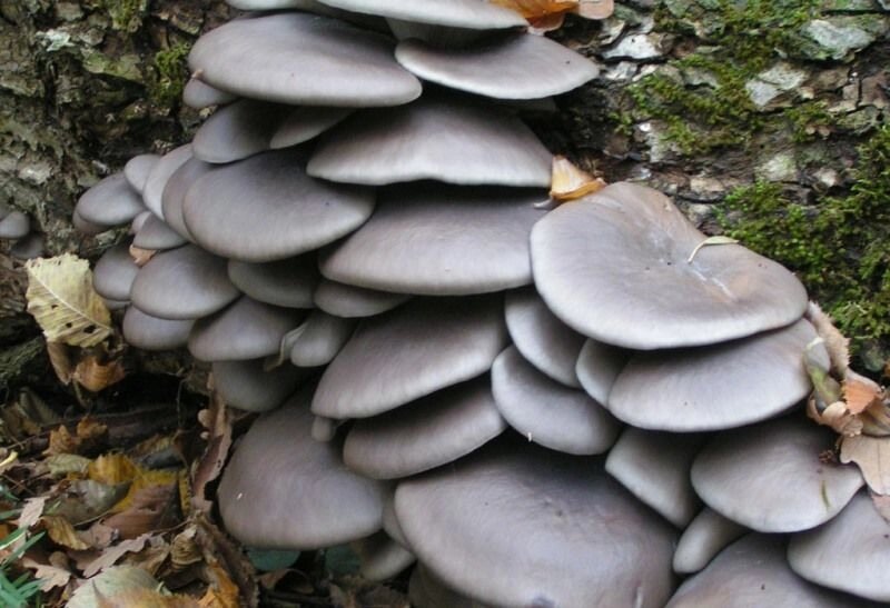Міцелій на брусочки Глива звичайна сіра, Pleurotus sajor-caju від компанії Магазин грибного міцелію Mushroom Seeds - фото 1