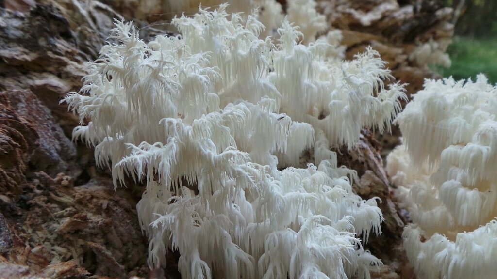 Міцелій на брусочки Їжовик коралоподібні (Геріцій решетчатовідний), Hericium coralloides від компанії Магазин грибного міцелію Mushroom Seeds - фото 1
