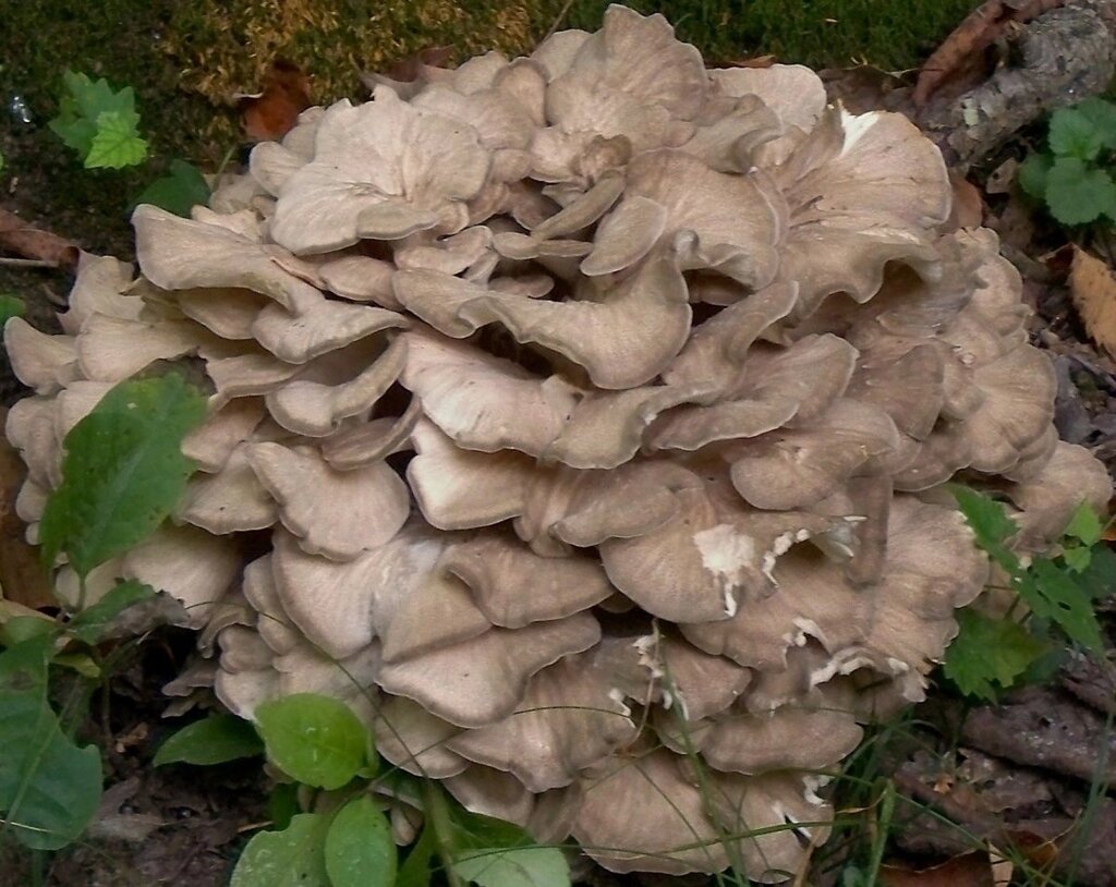 Міцелій на брусочки Мейтаке (Гріфола кучерява), Grifola frondosa від компанії Магазин грибного міцелію Mushroom Seeds - фото 1