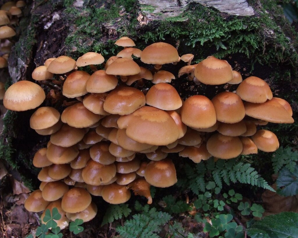 Міцелій на брусочки опеньок літній (опеньок липовий), Kuehneromyces mutabilis від компанії Магазин грибного міцелію Mushroom Seeds - фото 1