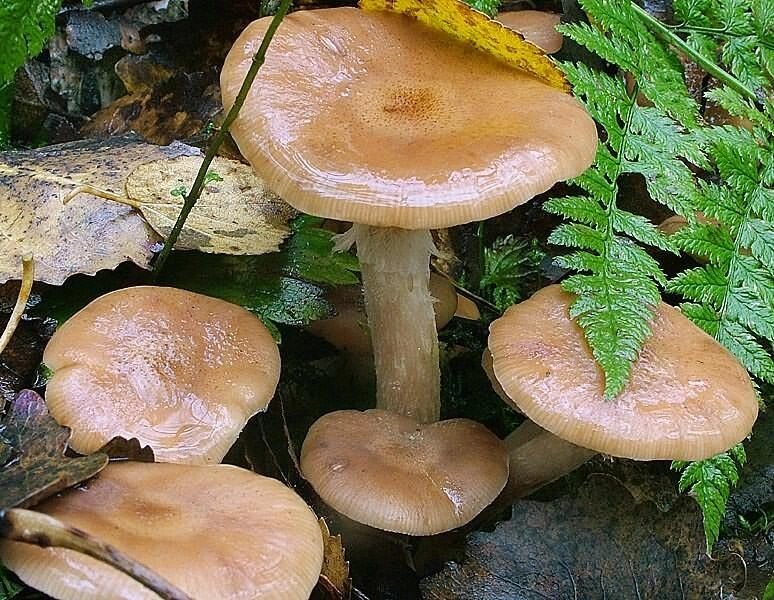 Міцелій на брусочки опеньок луковічноногій, Armillaria cepistipes від компанії Магазин грибного міцелію Mushroom Seeds - фото 1