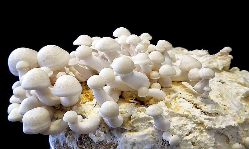 Міцелій на брусочки опеньок мармуровий (опеньок білий), Hypsizygus marmoreus від компанії Магазин грибного міцелію Mushroom Seeds - фото 1