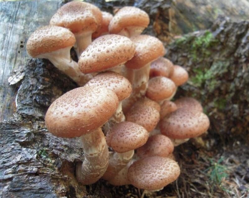 Міцелій на брусочки опеньок північний, Armillaria borealis від компанії Магазин грибного міцелію Mushroom Seeds - фото 1