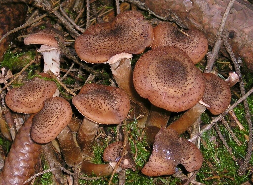 Міцелій на брусочки опеньок темний, Armillaria ostoyae від компанії Магазин грибного міцелію Mushroom Seeds - фото 1