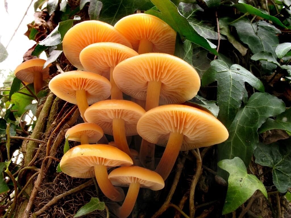 Міцелій на брусочки опеньок зимовий (фламмуліна оксамитова), Flammulina velutipes від компанії Магазин грибного міцелію Mushroom Seeds - фото 1