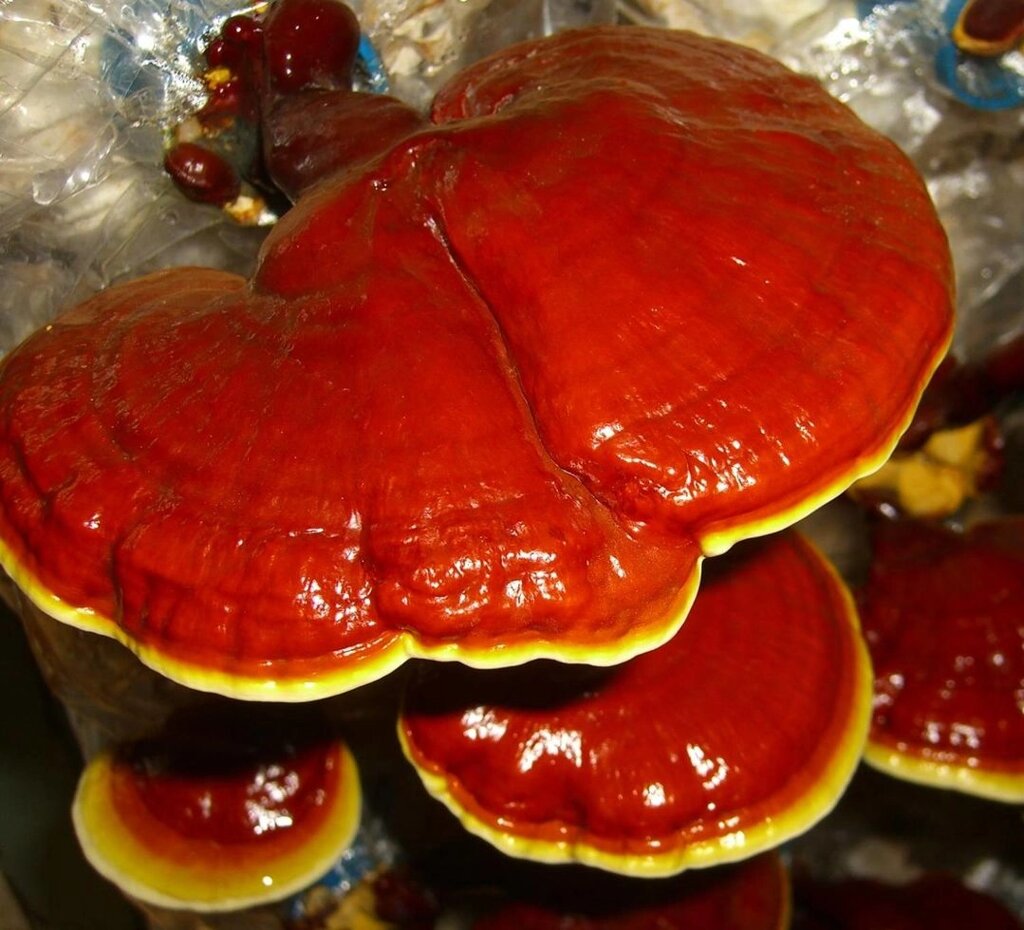 Міцелій на брусочки Рейша (Ганодерма лакована), Ganoderma lucidum від компанії Магазин грибного міцелію Mushroom Seeds - фото 1